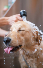 Cachorro tomando banho